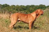 DOGUE DE BORDEAUX 355